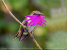 Wine-throated Hummingbird