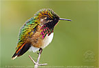 male Wine-throated Hummingbird