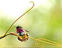 male Wine-throated Hummingbird