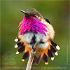 male Wine-throated Hummingbird