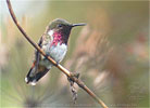 Wine-throated Hummingbird male