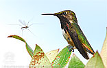 Wine-throated Hummingbird with mosquito
