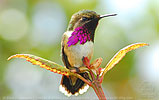 male Wine-throated Hummingbird