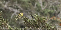 Black-capped Siskin in the rain