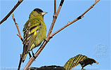 Black-capped Siskin perched on alder