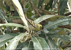 Black-capped Siskin on Buddleja