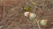 Black-capped Siskin investigating a blooming thistle head