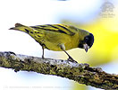 Black-capped Siskin