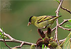 Black-capped Siskin feeding on alder