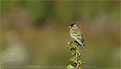 Black-capped Siskin on a Ribes bush