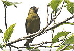 Black-capped Siskin in an alder tree