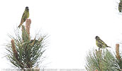 Black-capped Siskins on a pine tree in Guatemala