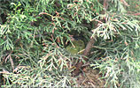 nesting Black-capped Siskin in Guatemala