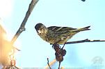 juvenile Black-capped Siskin in Guatemala