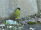 adult Black-capped Siskin in Guatemala