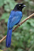 adult Bushy-crested Jay