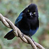 Slightly perplexed-looking Bushy-crested Jay