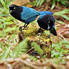 Bushy-crested Jay adults wth juvenile