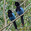 Bushy-crested Jays with raised crest