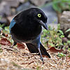 curious Bushy-crested Jay