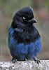 Bushy-crested Jay with slightly raised crest