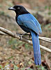 immature Bushy-crested Jay