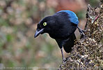 adult Bushy-crested Jay