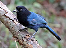 juvenile Bushy-crested Jay in Guatemala