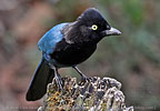 adult Bushy-crested Jay