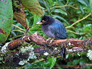 fledgling of Bushy-crested Jay