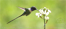 male Slender Sheartail feeding