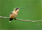 female Slender Sheartail