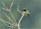 male Slender Sheartail