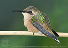 juvenile Slender Sheartail