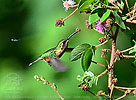 female Slender Sheartail