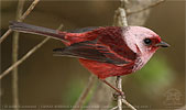 Pink-headed Warbler in Guatemala