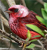 Pink-headed Warbler in Guatemala