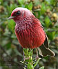 Pink-headed Warbler in Guatemala