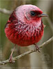 Pink-headed Warbler in Guatemala