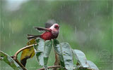 Pink-headed Warbler in Guatemala