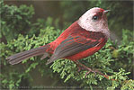 Pink-headed Warbler in Guatemala