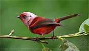 Pink-headed Warbler in Guatemala