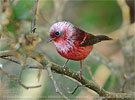 Pink-headed Warbler in Guatemala