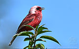 Pink-headed Warbler in Guatemala