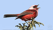 Pink-headed Warbler in Guatemala