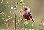 Pink-headed Warbler in Guatemala