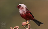 Pink-headed Warbler in Guatemala