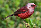 Pink-headed Warbler in Guatemala