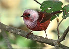 Pink-headed Warbler in Guatemala