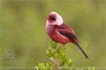 Pink-headed Warbler in Guatemala